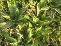 Eryngium serra