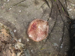 Dasypus septemcinctus