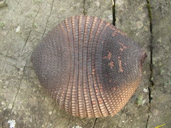 Dasypus septemcinctus