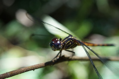 Cannaphila insularis