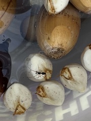 Coleosoma acutiventer