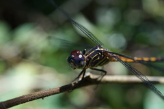 Cannaphila insularis