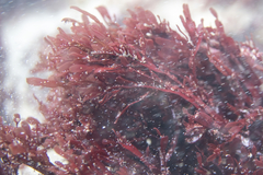 Polycoelia laciniata