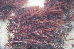 Polycoelia laciniata