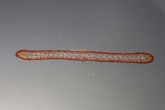 Polycoelia laciniata