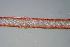 Polycoelia laciniata