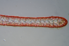 Polycoelia laciniata