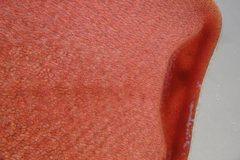 Polycoelia laciniata