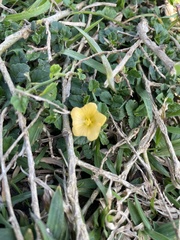 Sida rhombifolia insularis