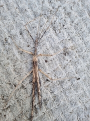 Bactrododema