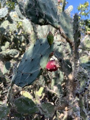 Opuntia elatior