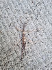 Bactrododema