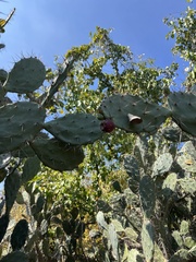 Opuntia elatior