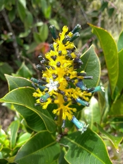 Palicourea weberbaueri