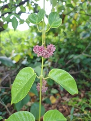 Vincetoxicum polyanthum
