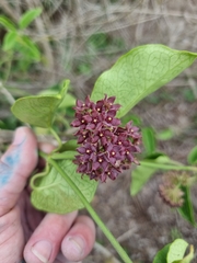 Vincetoxicum polyanthum
