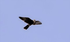 Falconiformes