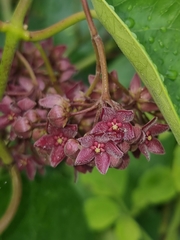 Vincetoxicum polyanthum