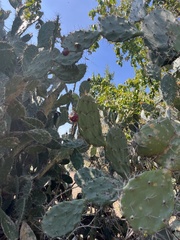 Opuntia elatior