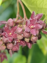 Vincetoxicum polyanthum