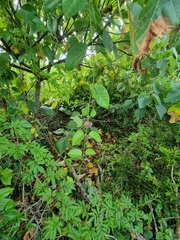 Vincetoxicum polyanthum