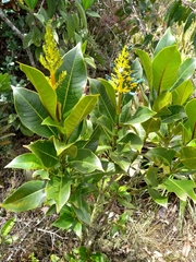 Palicourea weberbaueri