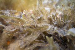 Dictyopteris muelleri