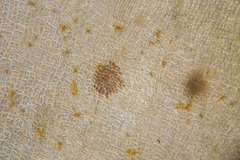 Dictyopteris muelleri