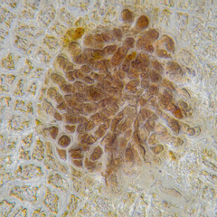 Dictyopteris muelleri