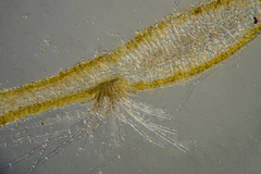 Dictyopteris muelleri