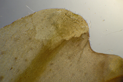 Dictyopteris muelleri