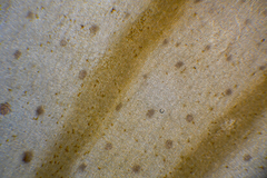 Dictyopteris muelleri