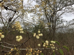 Anadenanthera colubrina