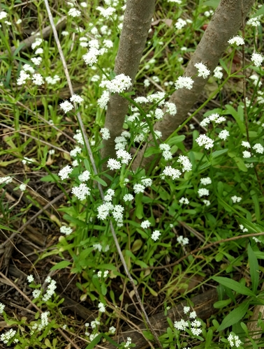 Image of Valerianella umbilicata by (c) Whitney Mattila, some rights reserved (CC BY)