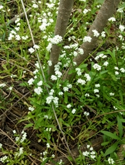 Valerianella umbilicata
