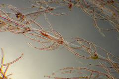 Antithamnionella glandifera