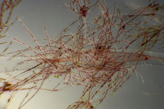 Antithamnionella glandifera