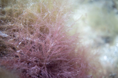 Antithamnionella glandifera