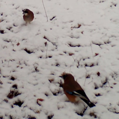 Garrulus glandarius japonicus