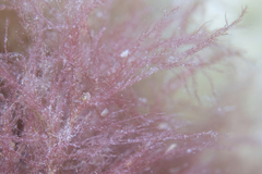 Antithamnionella glandifera