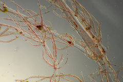 Antithamnionella glandifera