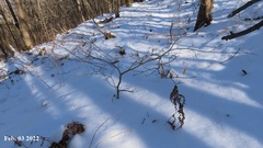 Symplocos paniculata