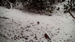 Garrulus glandarius japonicus