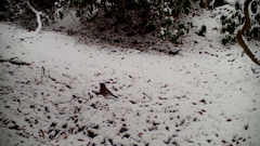 Garrulus glandarius japonicus