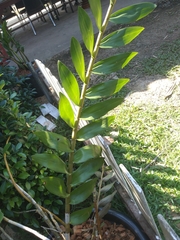 Dendrobium moschatum