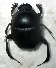 Garreta australugens