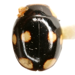 Hyperaspis aemulator