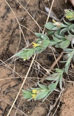 Pimelea micrantha