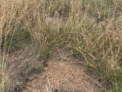 Pimelea micrantha