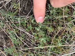 Chenopodium desertorum microphyllum